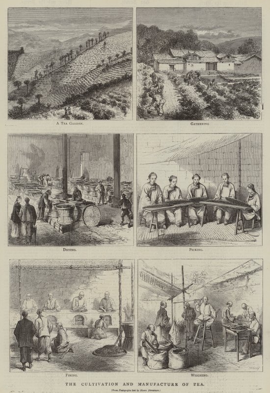 De teelt en vervaardiging van thee (gravure) door English School