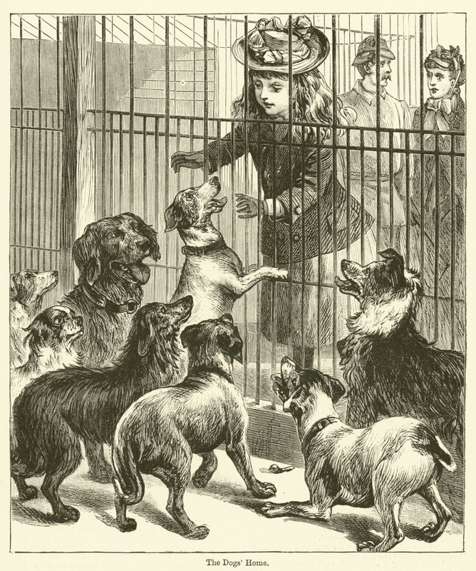 Het hondenasiel (gravure) door English School
