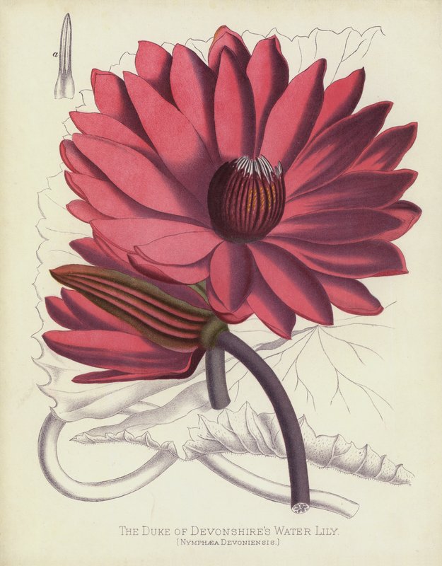 De Hertog van Devonshires Waterlelie, Nymphaea Devoniensis door English School