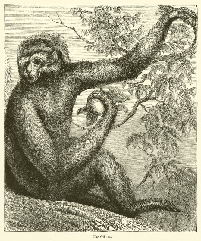 De Gibbon door English School
