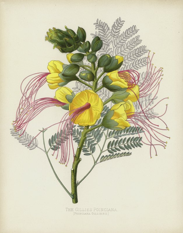 De Gillies Poinciana, Poinciana Gilliesii door English School