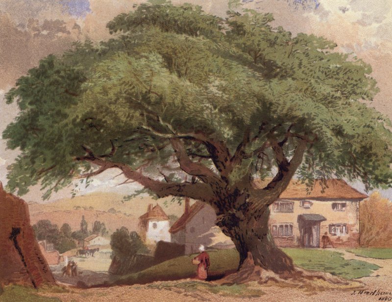 De grote es, scène in Surrey door English School