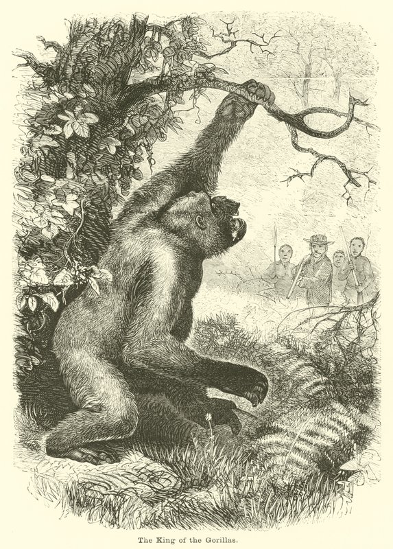 De koning van de gorilla