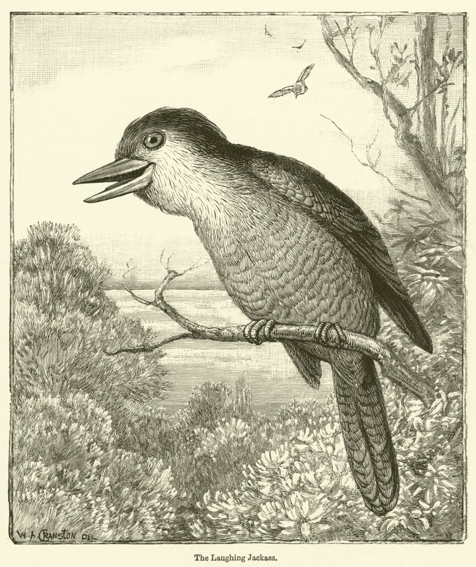 De lachende ezel (gravure) door English School