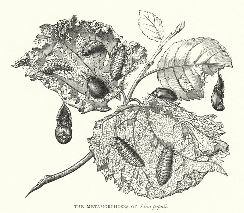 De metamorfoses van Lina populi (gravure) door English School
