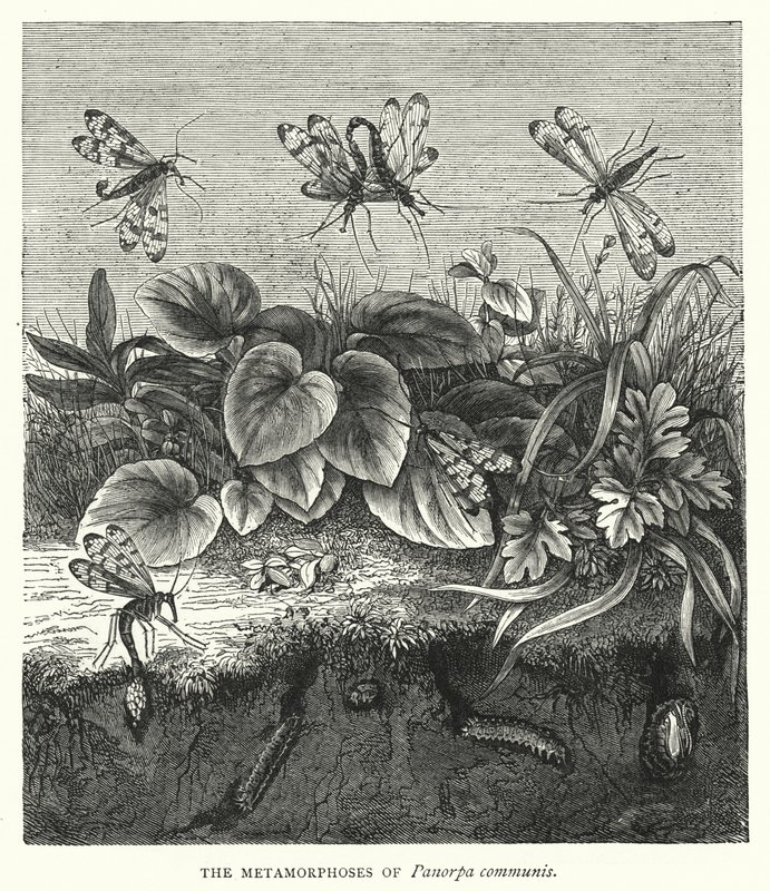 De metamorfoses van Panorpa communis (gravure) door English School