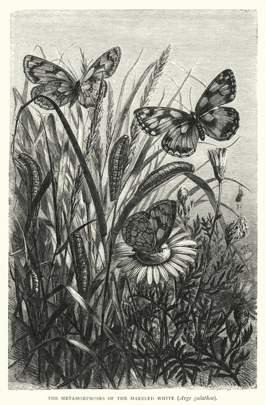 De metamorfosen van de marmerwitje, Arge galathea door English School