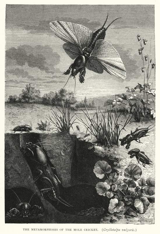 De metamorfoses van de molkrekel, Gryllotalpa vulgaris (gravure) door English School