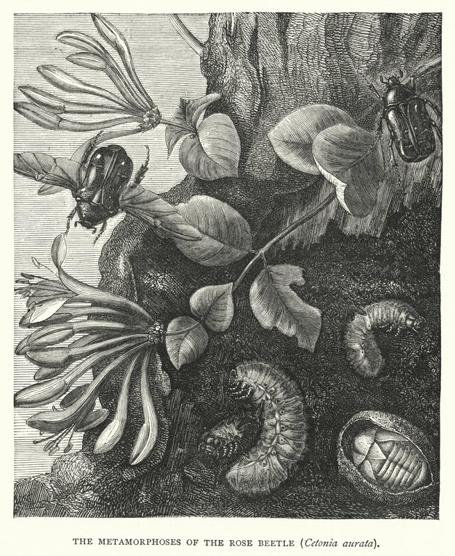 De metamorfoses van de rozenkever, Cetonia aurata (gravure) door English School