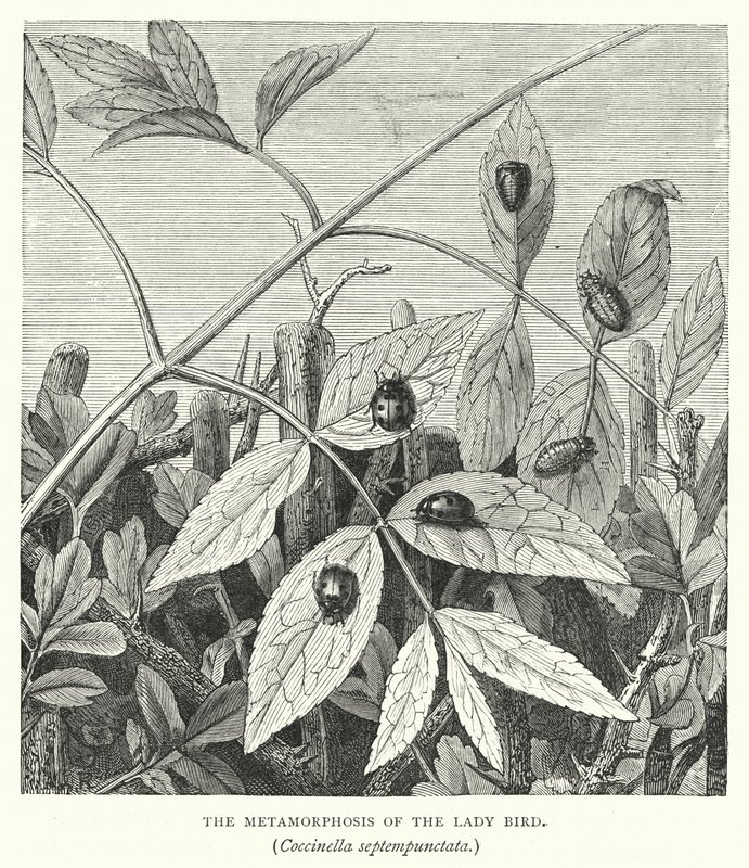 De metamorfose van het lieveheersbeestje, Coccinella septempunctata (gravure) door English School