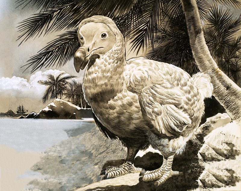 De mysterieuze vogel van Mauritius (De Dodo) door English School