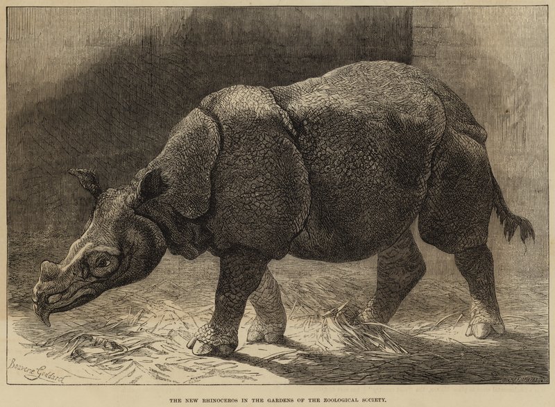 De Nieuwe Neushoorn in de Tuinen van de Zoological Society door English School