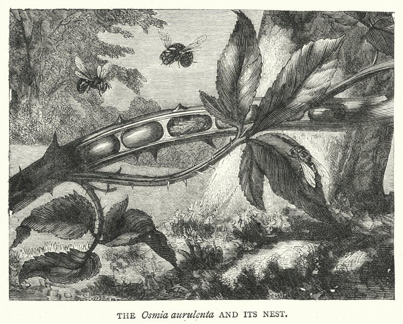 De Osmia aurulenta en zijn nest (gravure) door English School