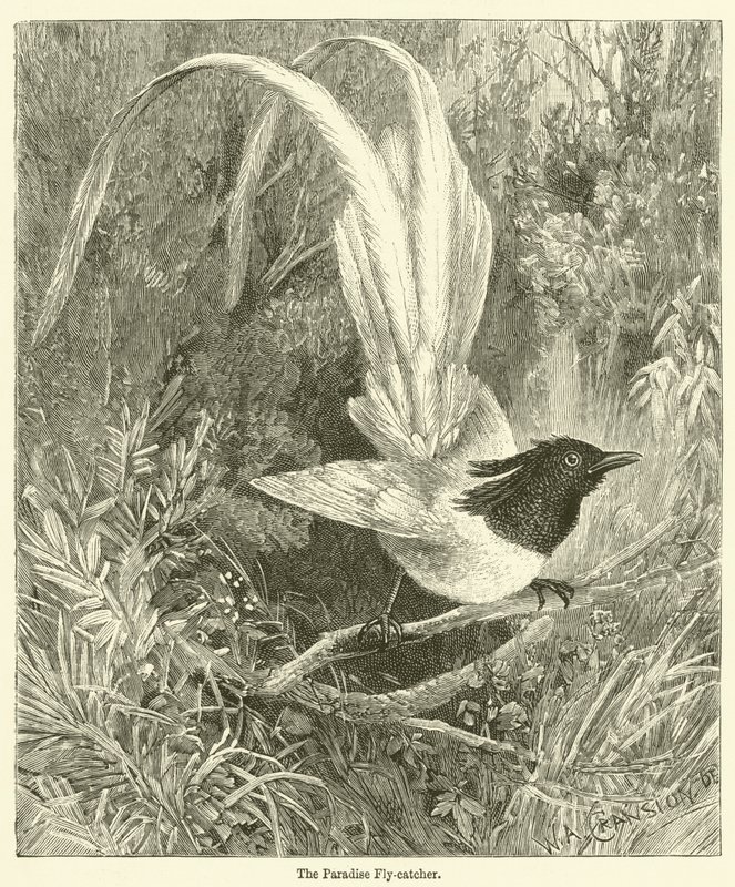 De paradijsvliegenvanger (gravure) door English School