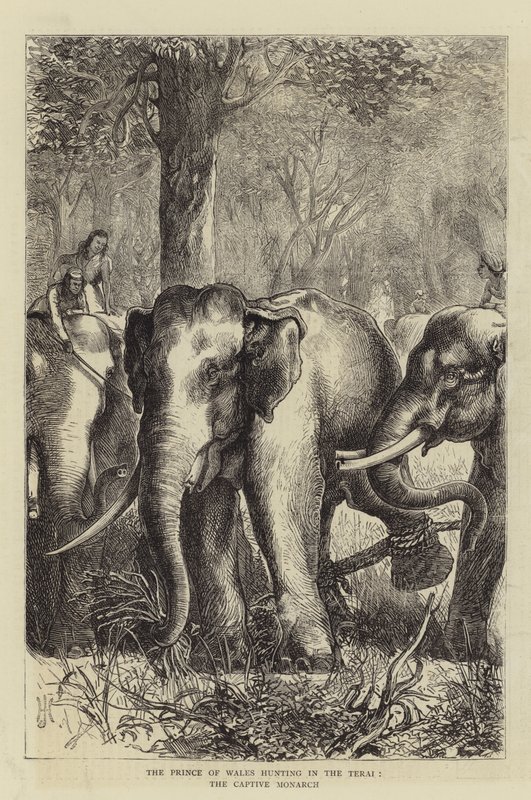 De Prins van Wales op jacht in de Terai, de Gevangen Monarch door English School