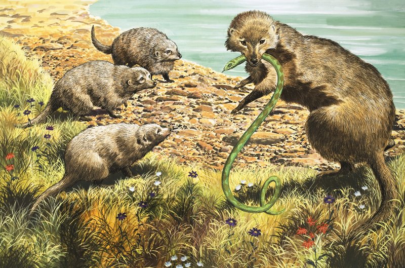 De slangenvanger, illustratie uit 