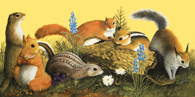De familie Eekhoorn, illustratie uit 