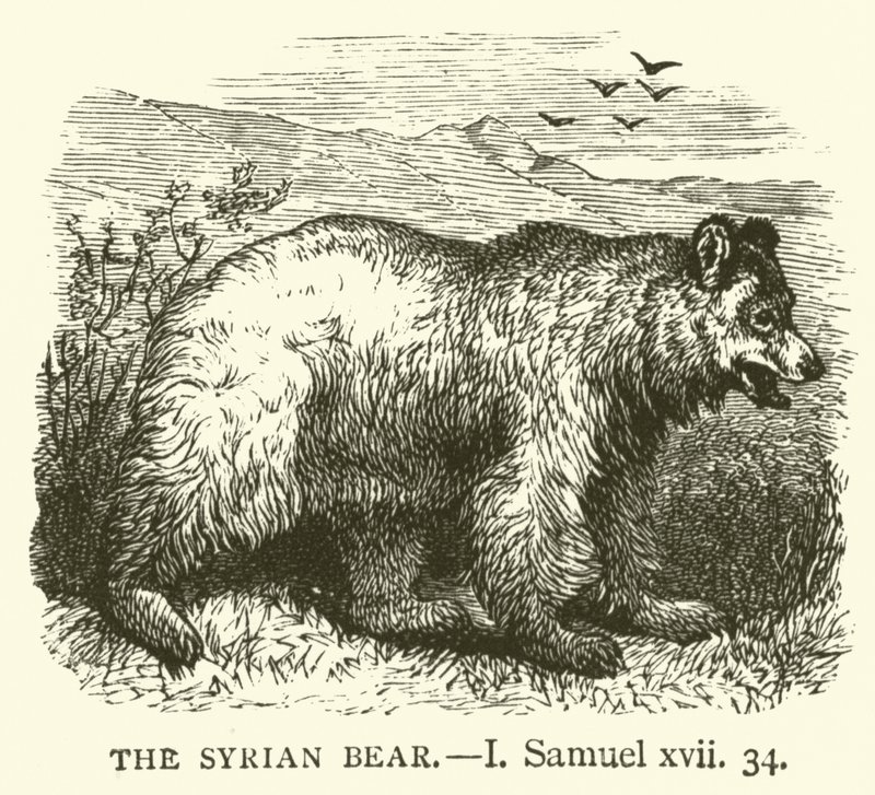 De Syrische Beer, I Samuel, xvii, 34 (gravure) door English School