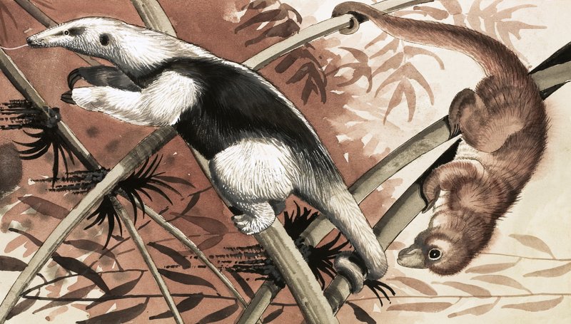 De Tamandua door English School