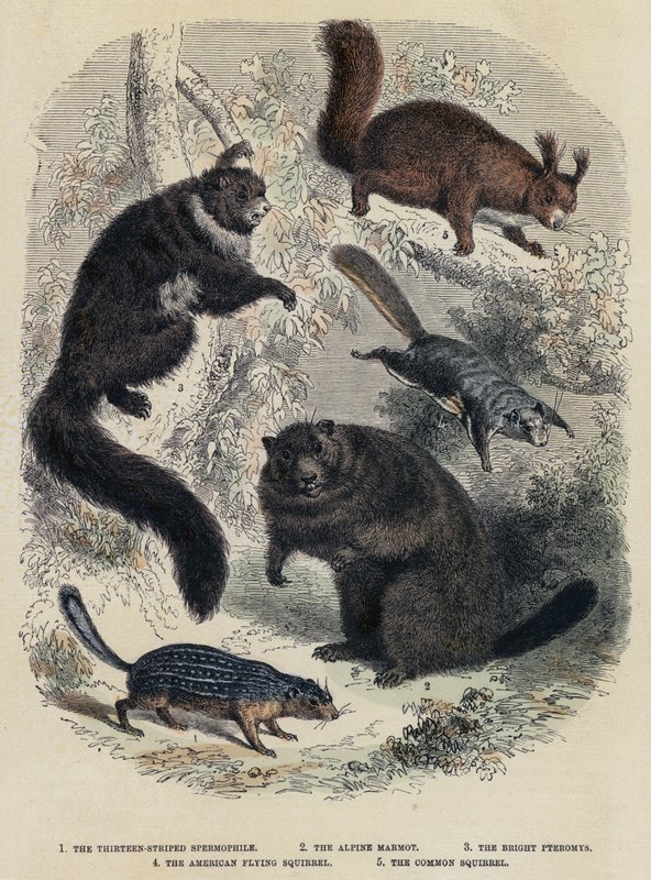 De dertien-strepige spermofoor, de Alpenmarmot, de heldere pteromys, de Amerikaanse vliegende eekhoorn, de gewone eekhoorn door English School