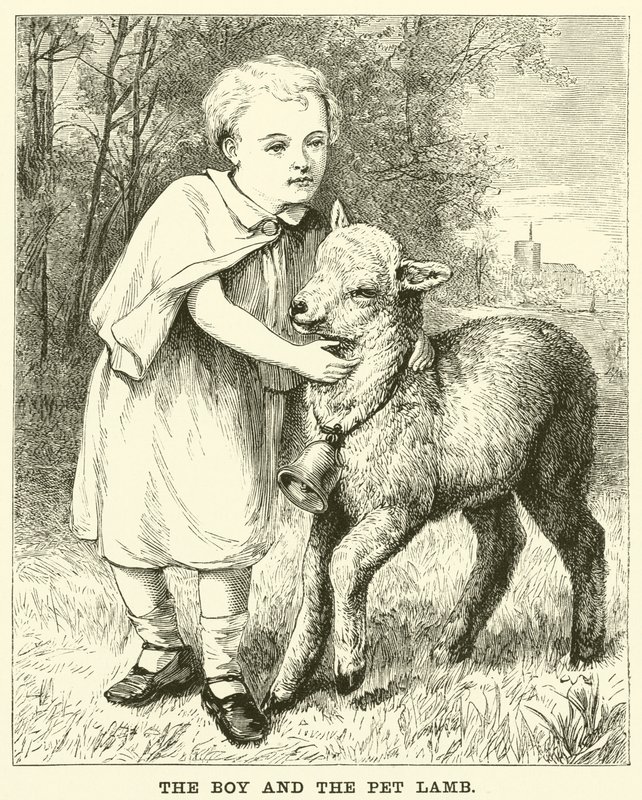 De jongen en het huisdier lam door English School