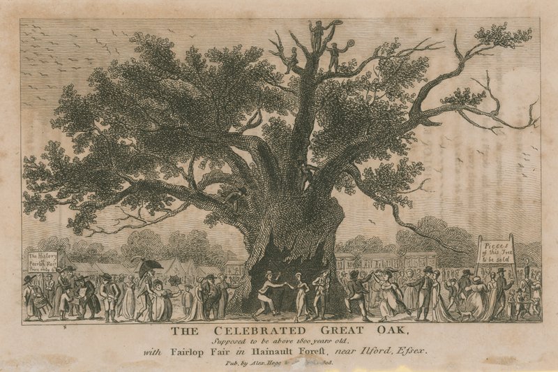 De beroemde Grote Eik, verondersteld meer dan 1800 jaar oud te zijn door English School
