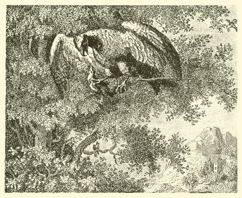 De havik en de nachtegaal (gravure) door English School