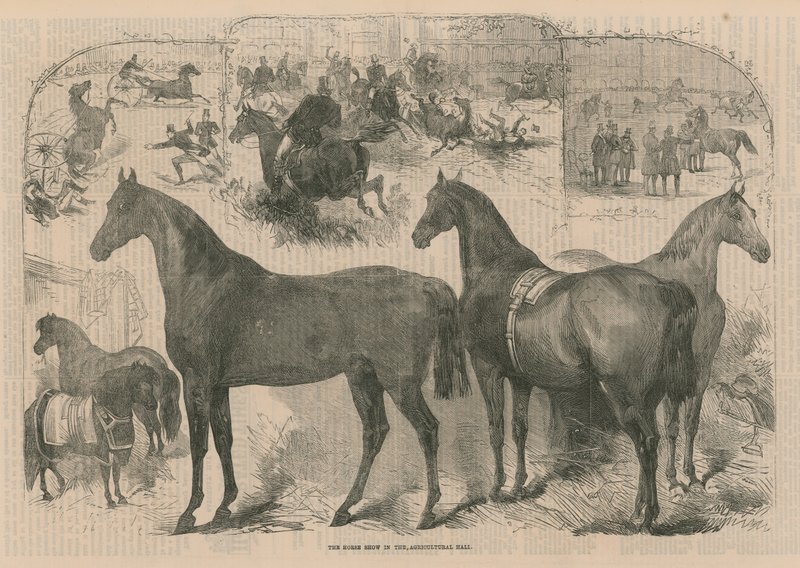 De Paardenshow in de Landbouwhal door English School