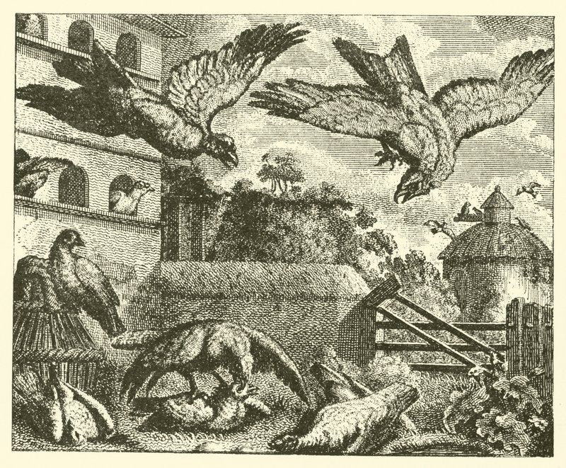 De vlieger en de duiven (gravure) door English School