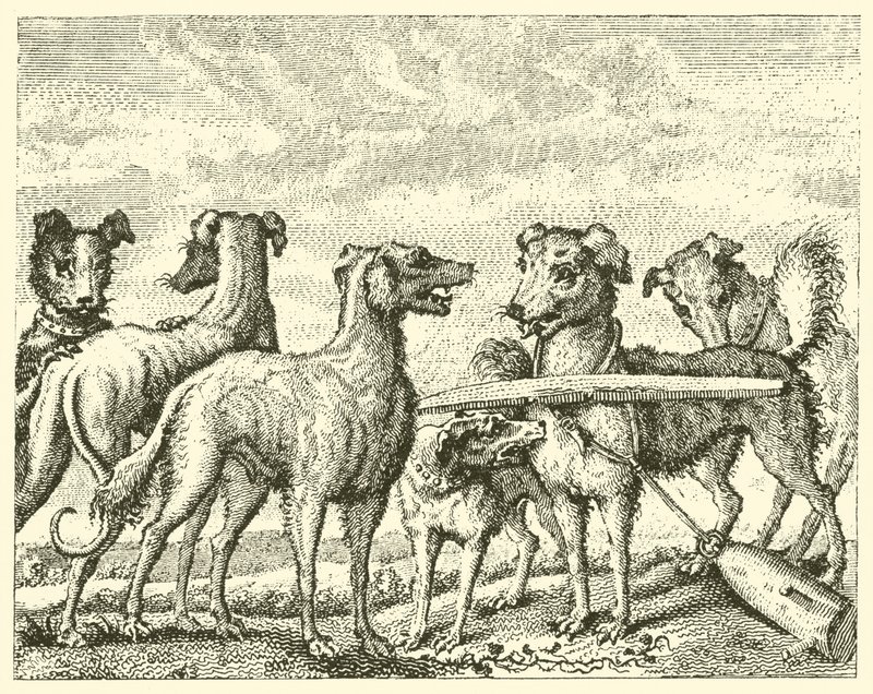 De ondeugende hond (gravure) door English School