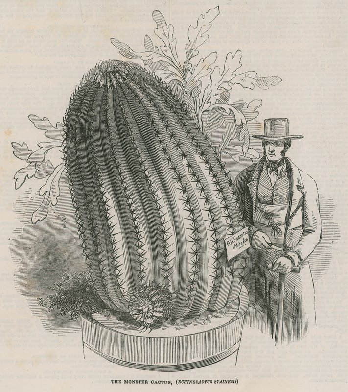 De monster cactus (Echinocactus stainesh) in de Koninklijke Tuinen, Kew, Londen door English School