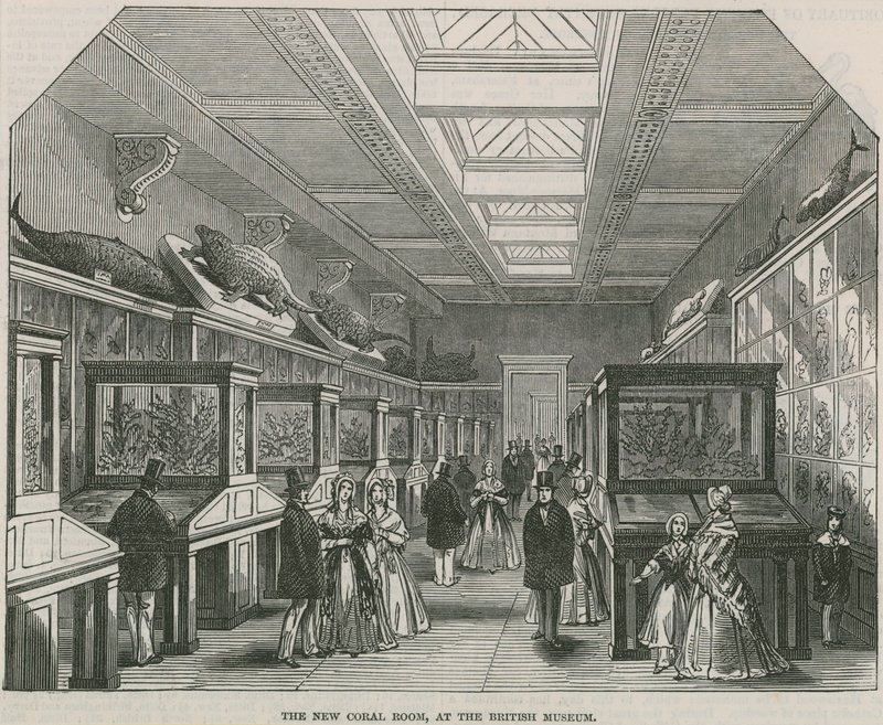 De nieuwe Koraalkamer in het British Museum door English School