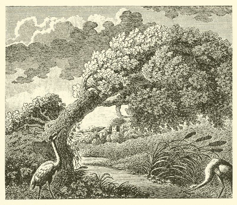 De eik en het riet door English School
