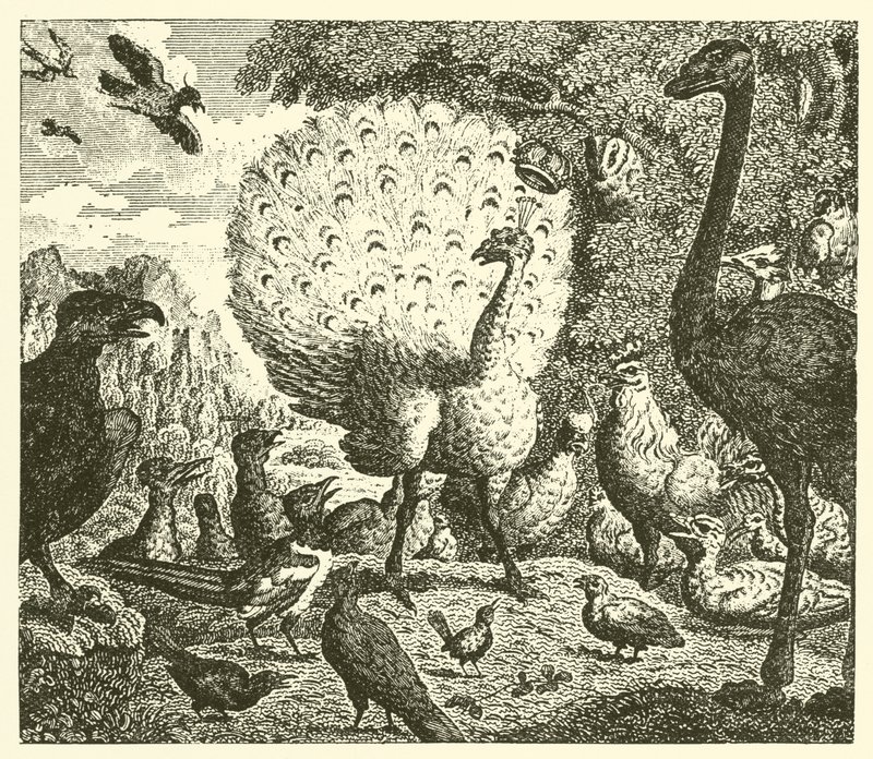 De pauw en de ekster (gravure) door English School