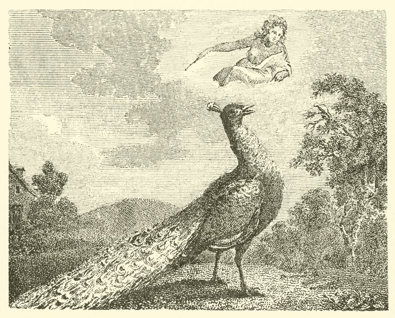 De klacht van de pauw (gravure) door English School