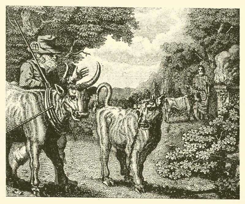 Het baldadige kalf (gravure) door English School