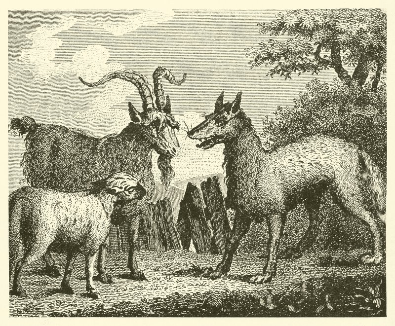 De wolf, het lam en de geit (gravure) door English School