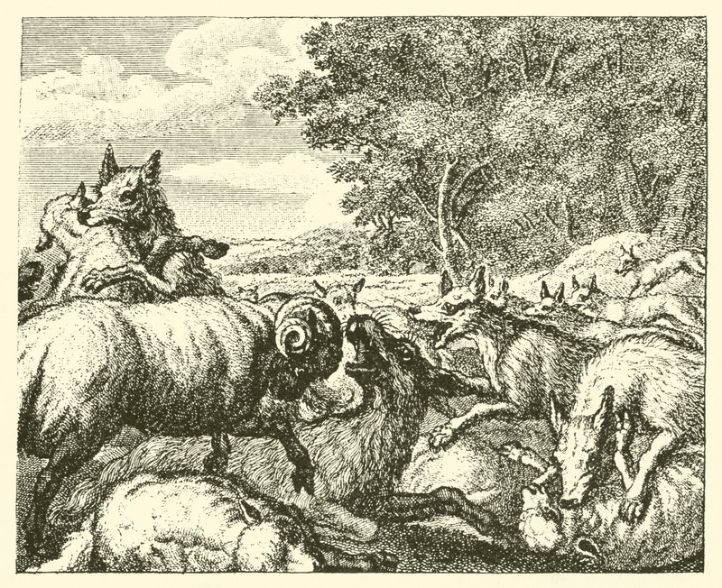 De wolven en de schapen (gravure) door English School
