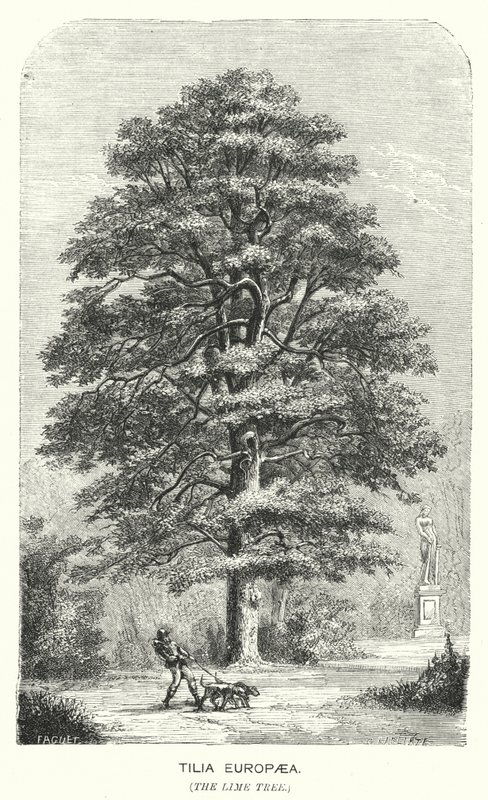 Tilia Europaea, de Linde (gravure) door English School