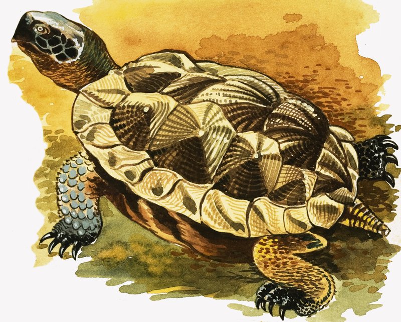 Schildpad door English School