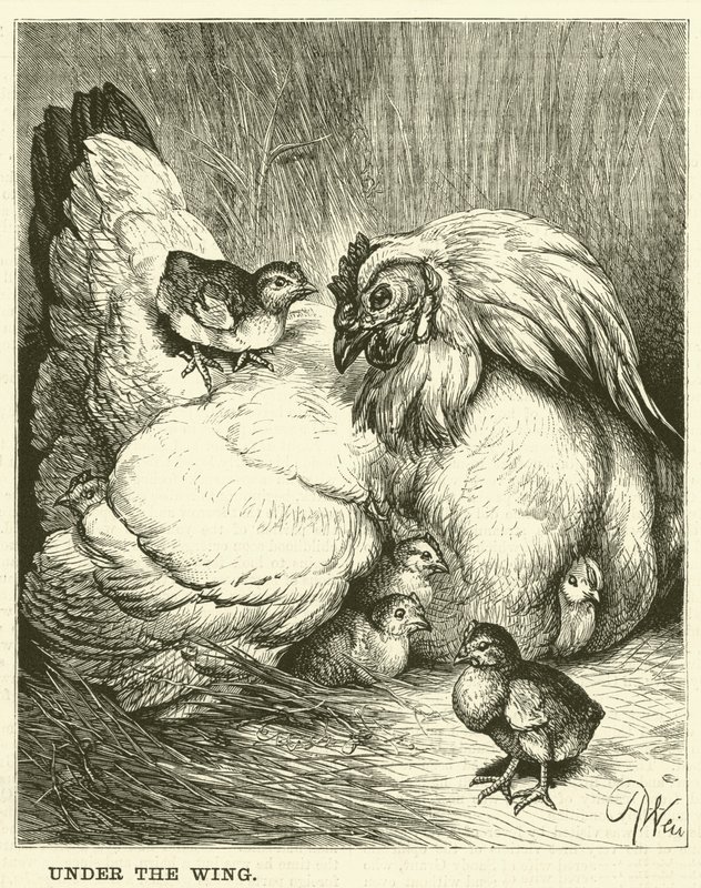 Onder de vleugel (gravure) door English School