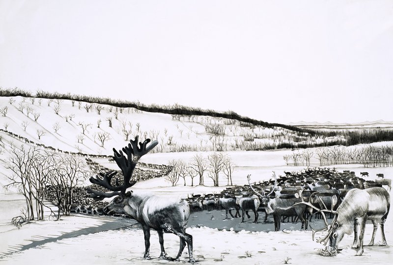 Unidentified herd of reindeer door English School
