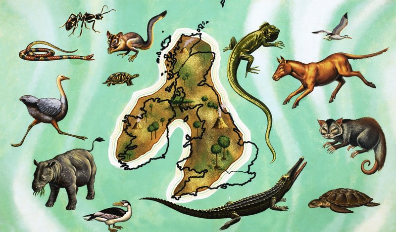 Ongeïdentificeerde montage van dieren rond kaart van Groot-Brittannië door English School