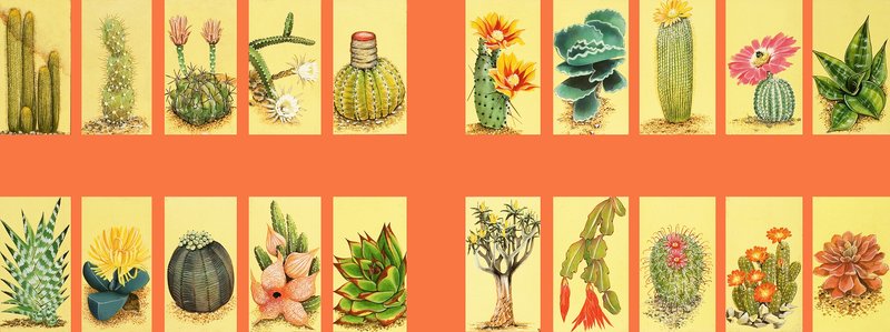 Onbekende montage van cactussen door English School