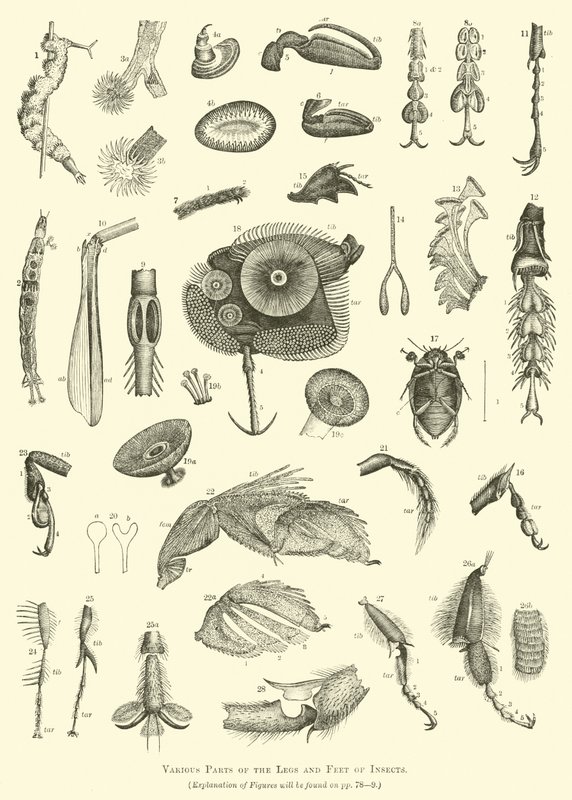 Verschillende Delen van de Poten en Voeten van Insecten door English School