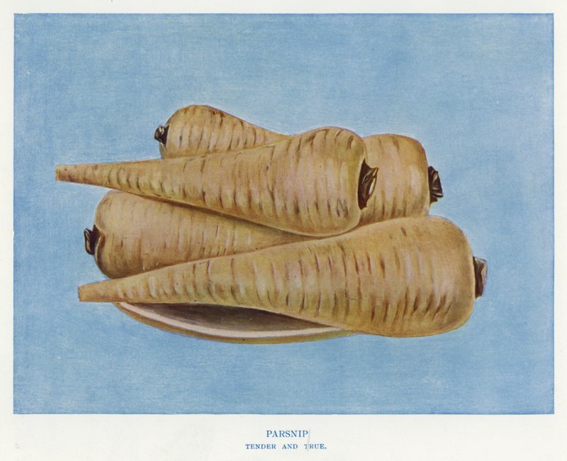 Groentekwekersgids: Pastinaak, Tender and True (kleur litho) door English School