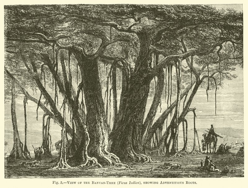 Uitzicht op de banyanboom (Ficus Indica), met adventieve wortels door English School