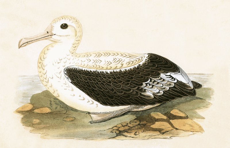 Wandelende albatros, illustratie uit 
