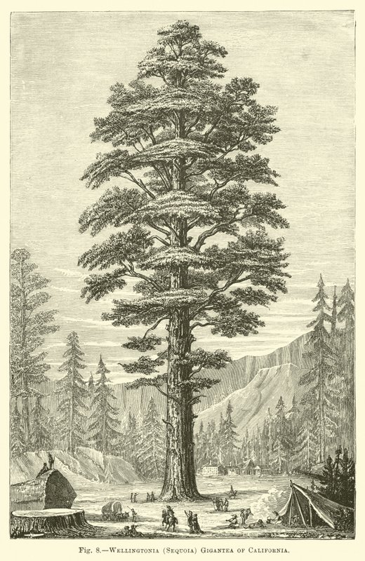 Wellingtonia (Sequoia) Gigantea van Californië door English School