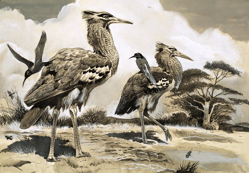 Als de bijeneter op zoek is naar een maaltijd, neemt hij een lift op de rug van de grotere Kori Bustard door English School
